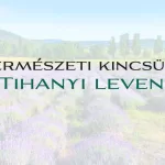 Természeti kincsünk, a Tihanyi levendula